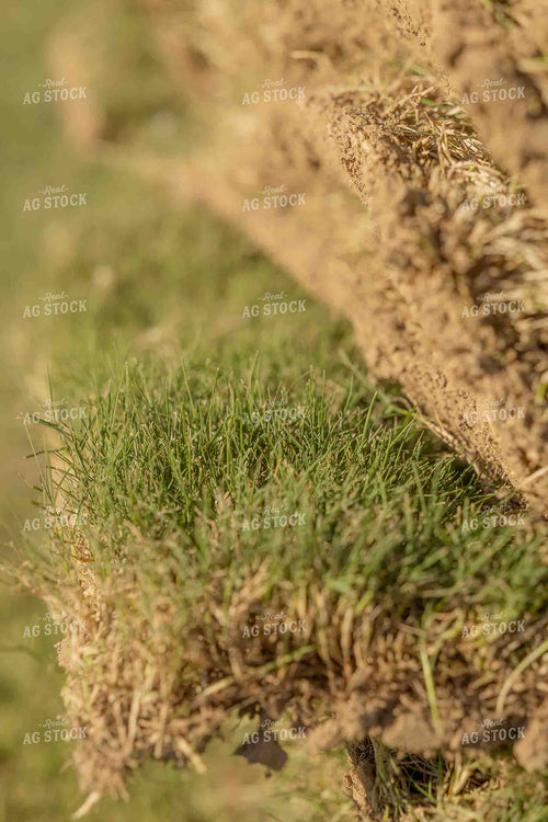 Pallet of Sod 291015