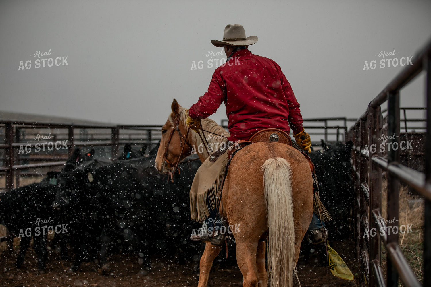 Rancher Sorting Cattle on Horseback 304077
