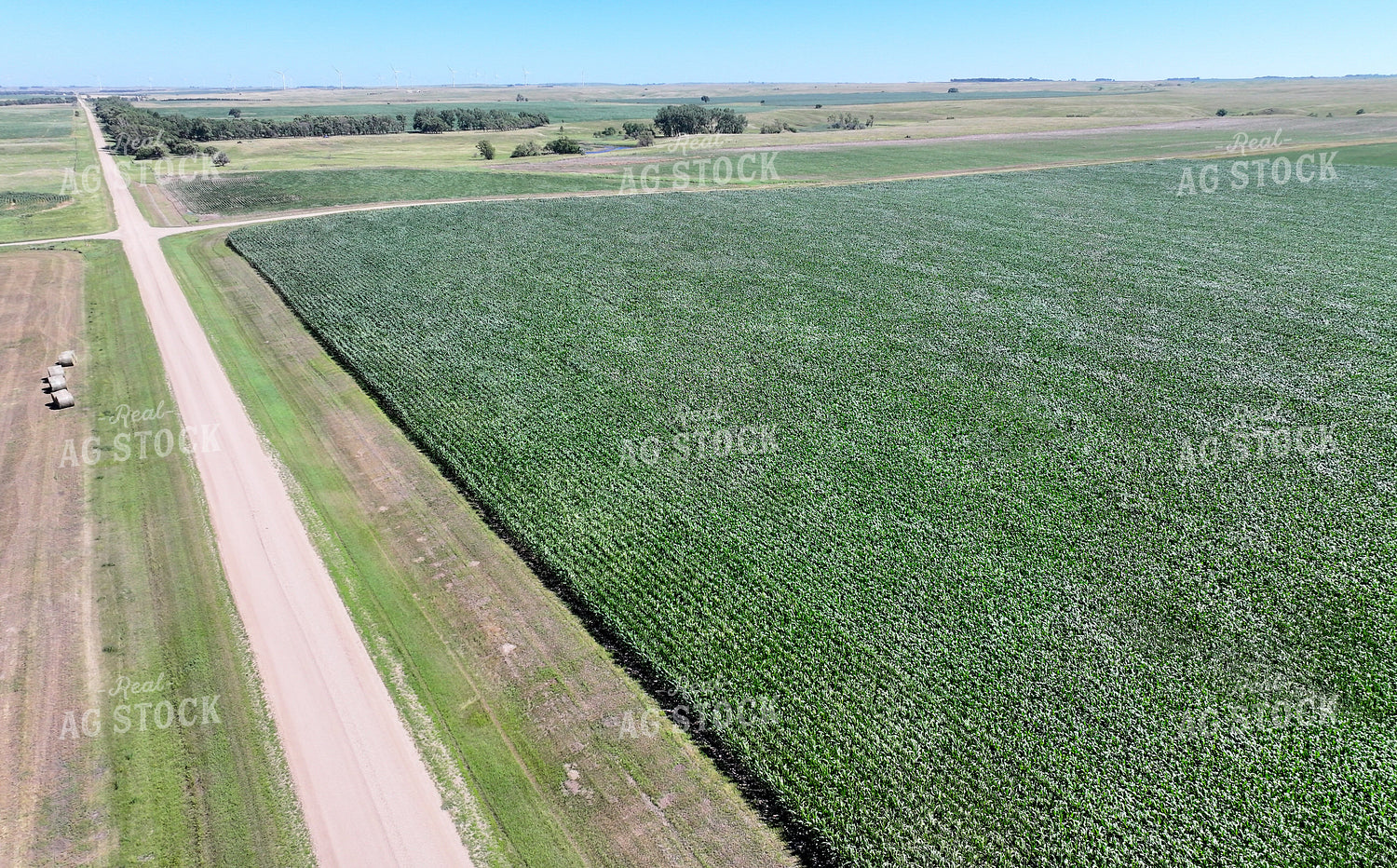 Aerial of Mid-Season Corn Field 141618
