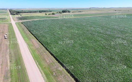 Aerial of Mid-Season Corn Field 141618