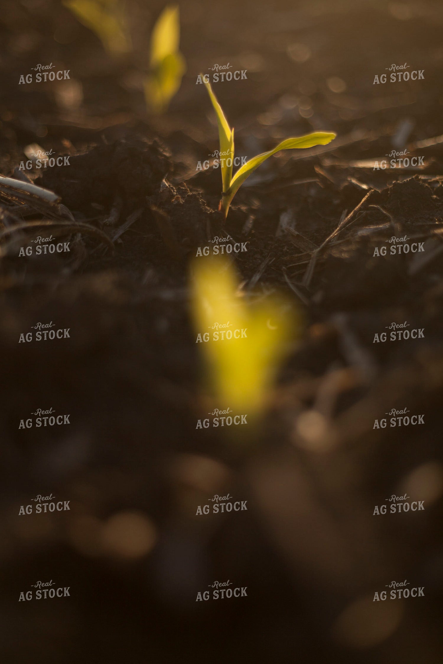 Corn - Early Growth 1138