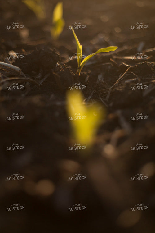 Corn - Early Growth 1138
