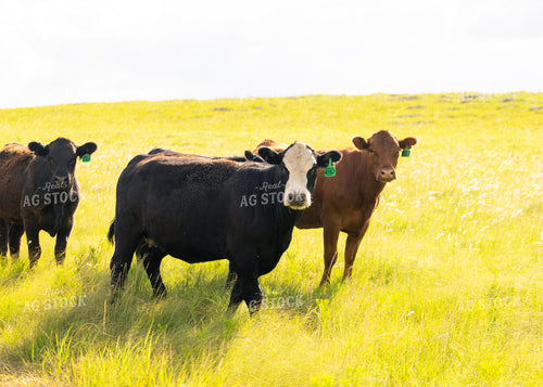 Cattle on Pasture 264029