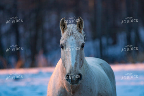 Horse 165004