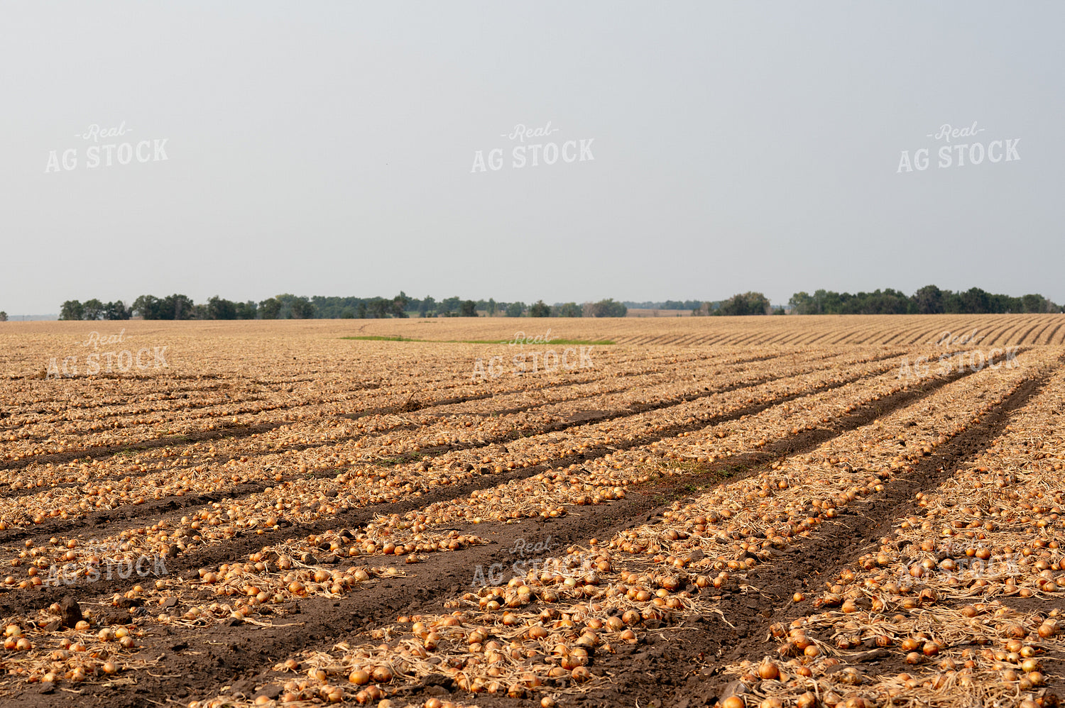 Onion Field 185165