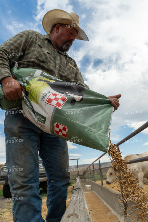 Farmer Feeding Cattle 65445