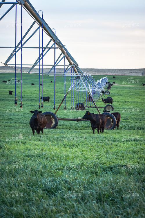 Cattle on Irrigated Pasture 56079