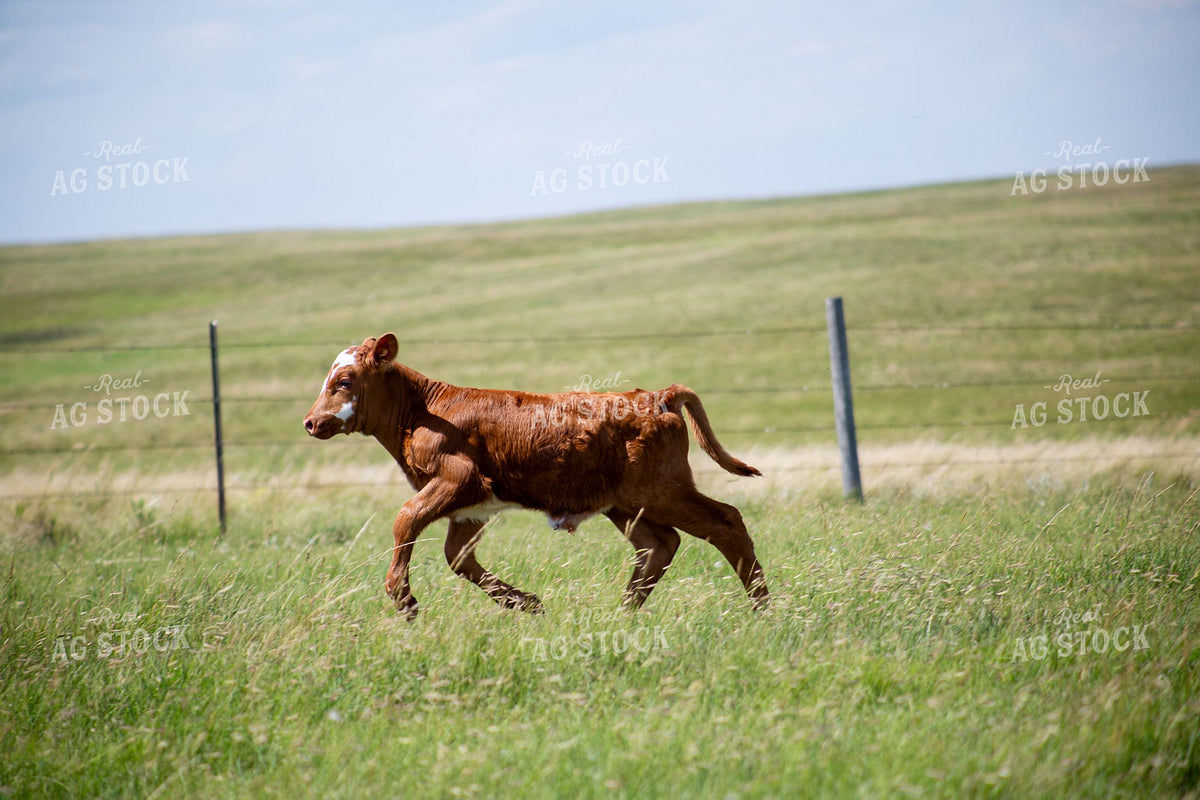 Calf Running Through Green Pasture 406077