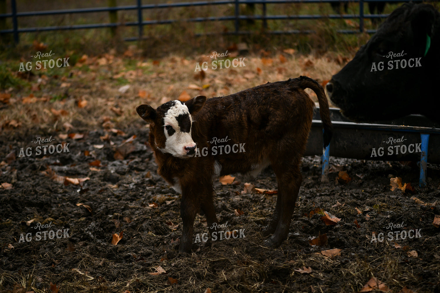 Calf 191293