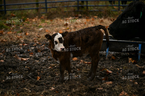 Calf 191293