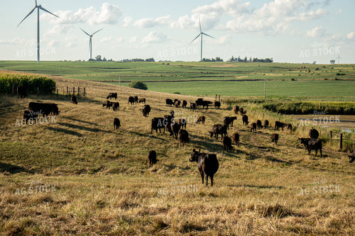 Angus Cattle in Pasture Next to Corn Field 67130