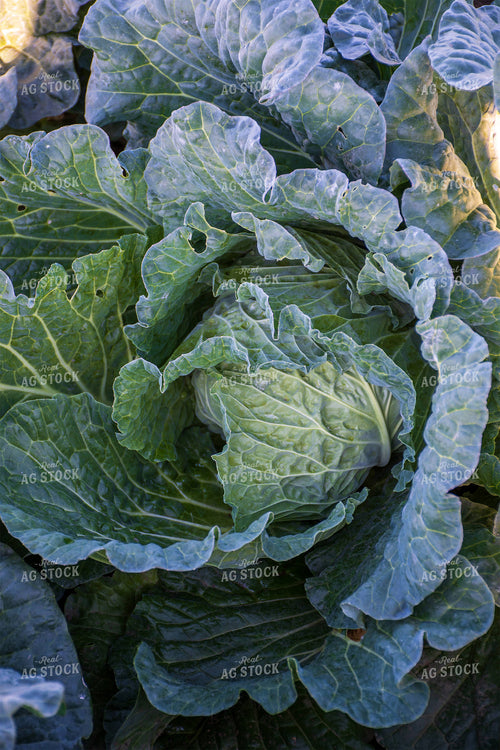 Cabbage 50186