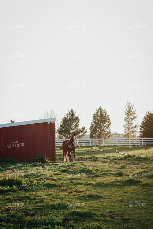 Horse 83131
