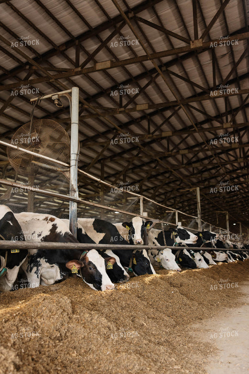 Cattle in Open Air Barn 152752