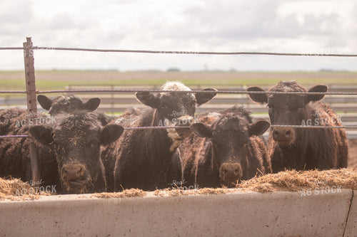 Angus Cattle at Feed Trough 72049