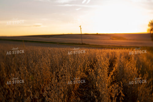 Soybeans - Dry 1546