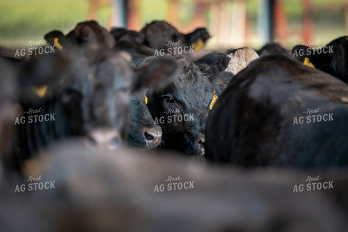 Black Angus Cattle 250185