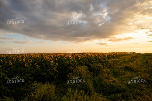 Sunflower Field 305020