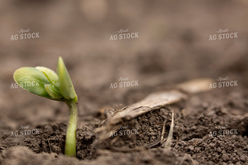 Soybeans - Early Growth 1393