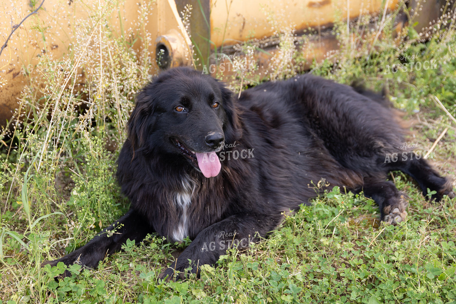 Farm Dog 52371
