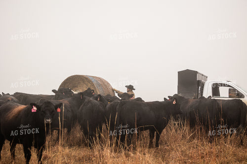 Feeding Cattle in Pasture 219095