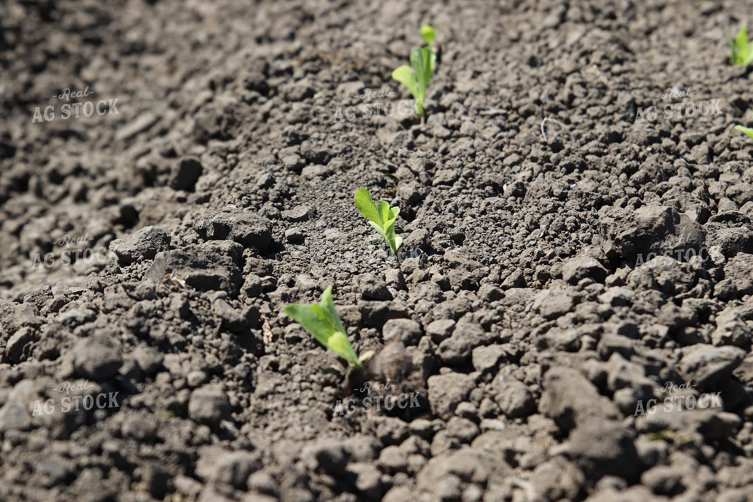 Planted Artichokes 102128