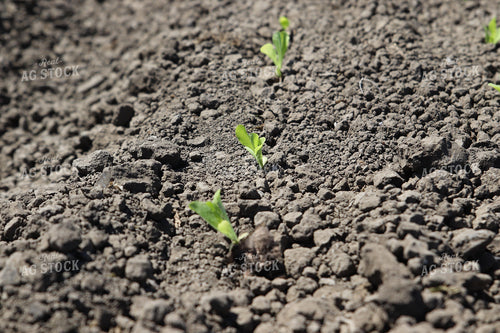 Planted Artichokes 102128