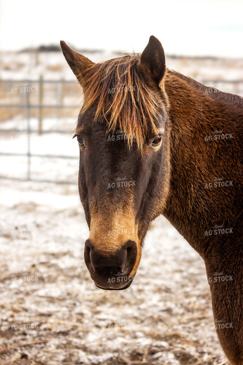 Horse 155092