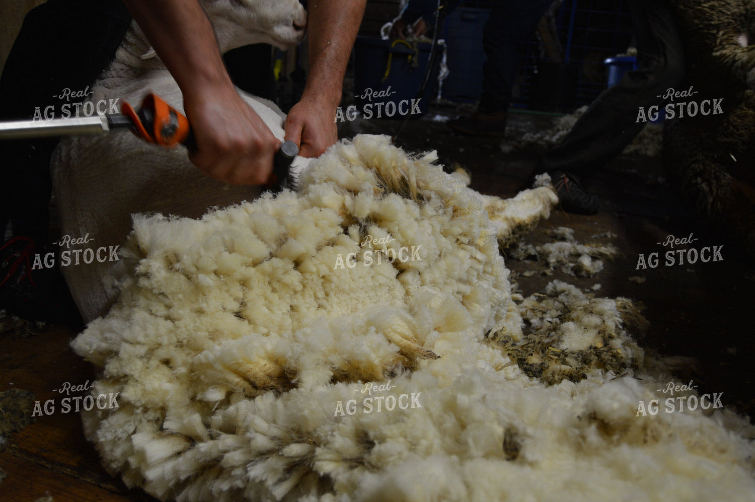 Farmer Shearing Sheep 164004