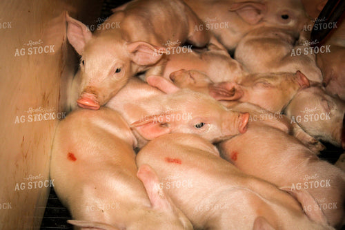 Piglets in Farrowing Pen 101002