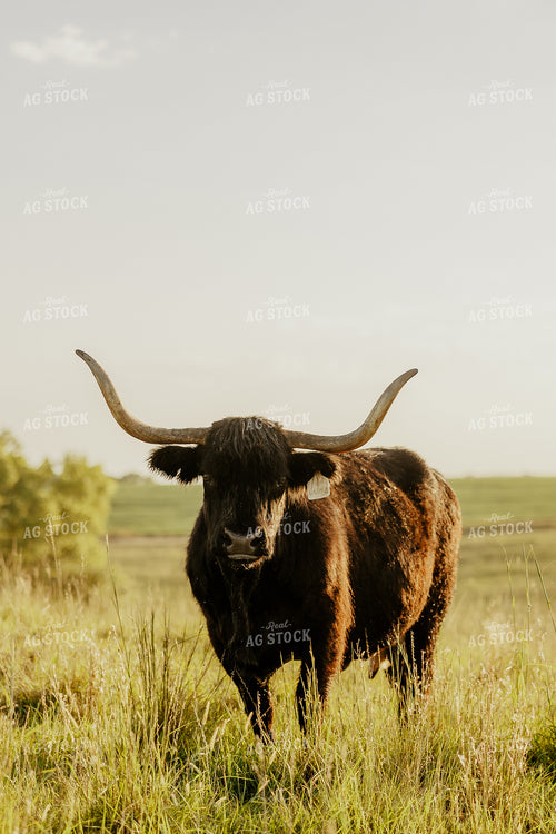 Highland Cattle 207004