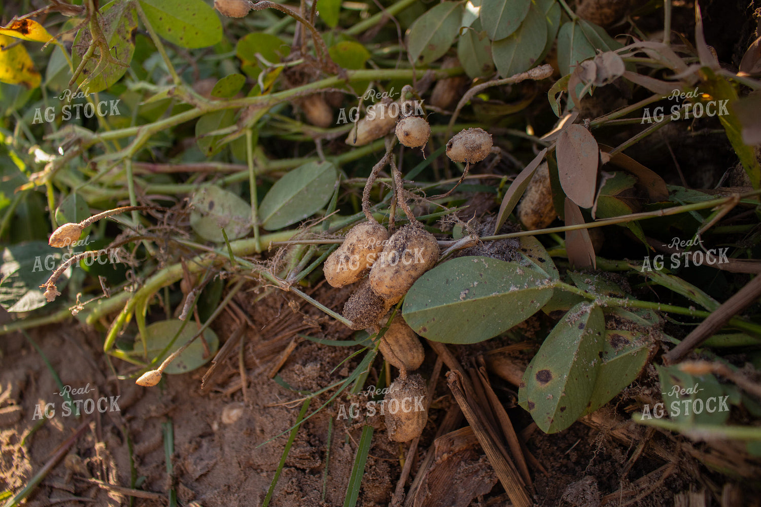 Peanut Plant 256022