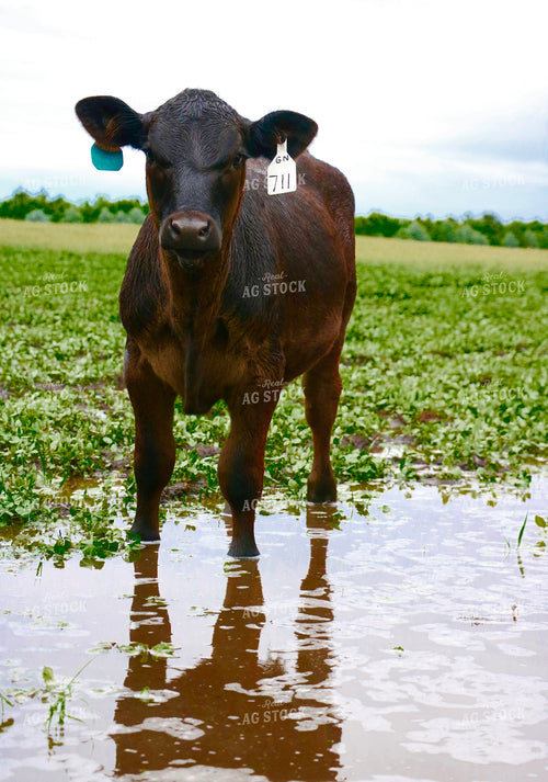 Cattle Standing in Water 299273