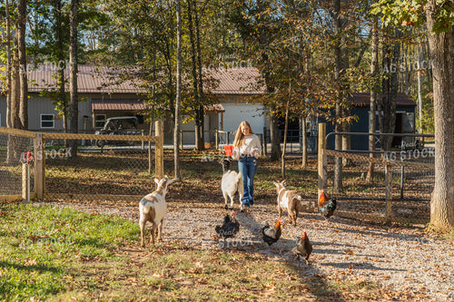 Feeding Goats and Chickens 295006
