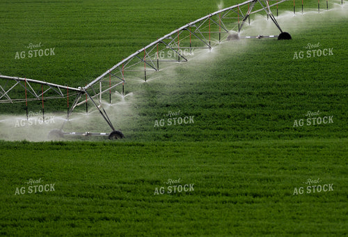 Pivot Irrigation System in Wheat Field 129031