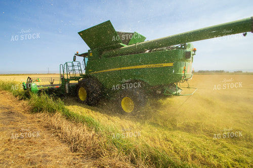 Harvesting Rice 105038