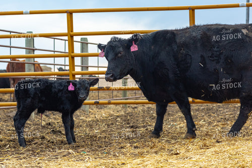 Cow Calf Pair 155353