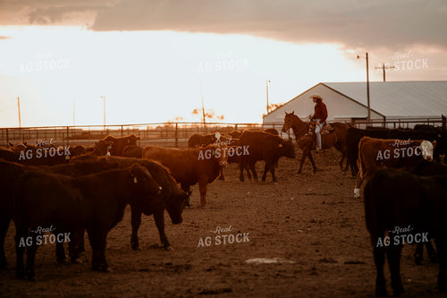 Feedyard 3109