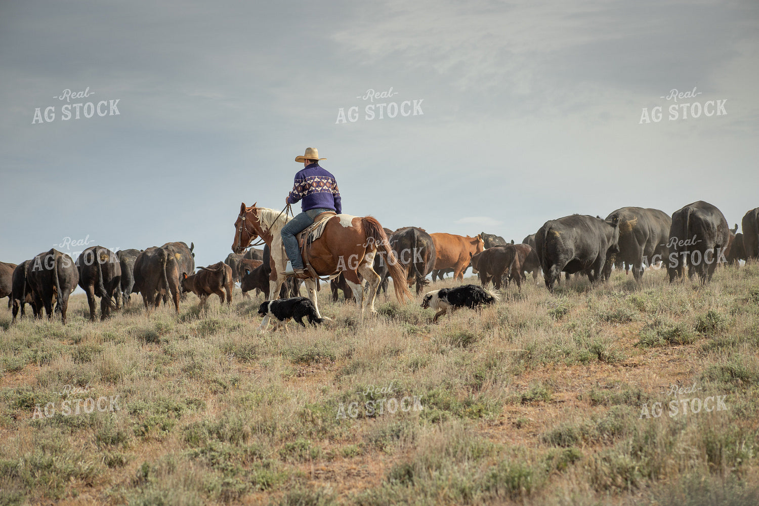 Rancher Moving Cattle on Horseback 78223