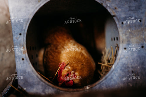 Chicken 196285