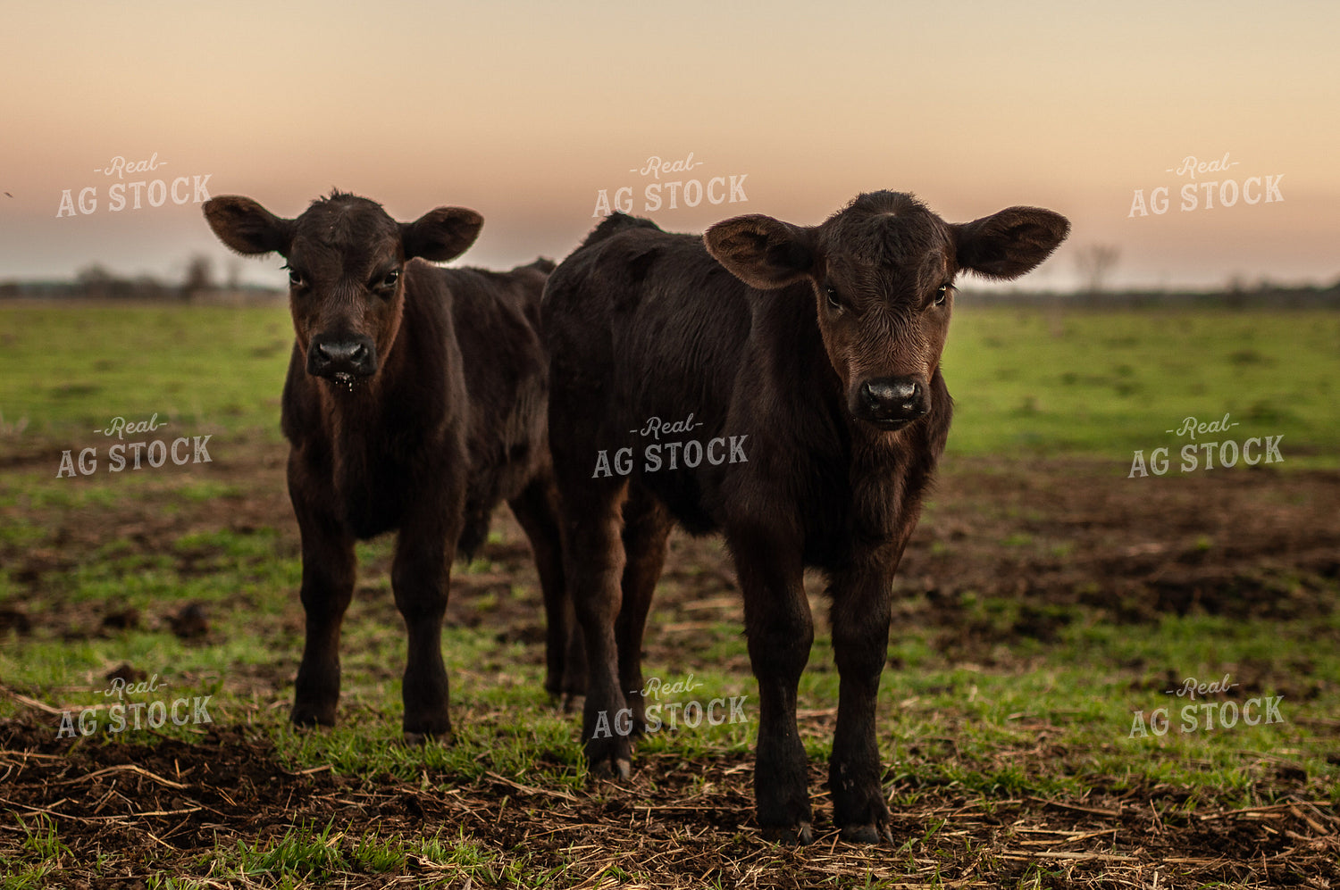 Black Angus Calves 59081
