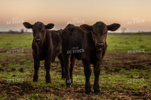 Black Angus Calves 59081