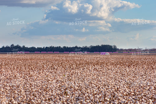 Cotton Harvest 291079