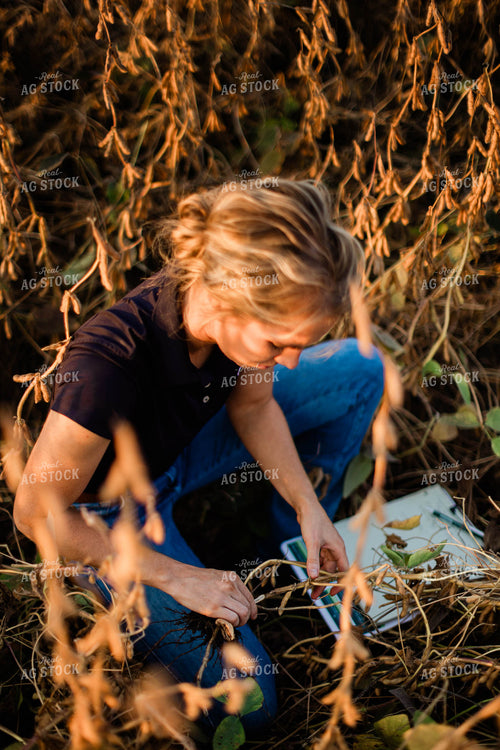Female Agronomist Checking Beans 8315