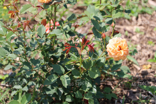 Flower Farm 201008