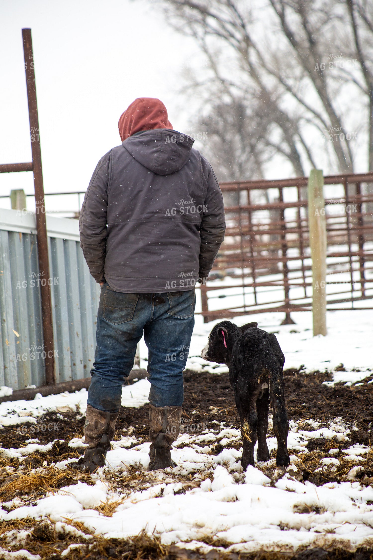 Farmer Checking Calves 155428