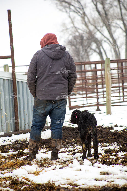 Farmer Checking Calves 155428