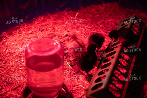 Chicks Under Warmer 117339