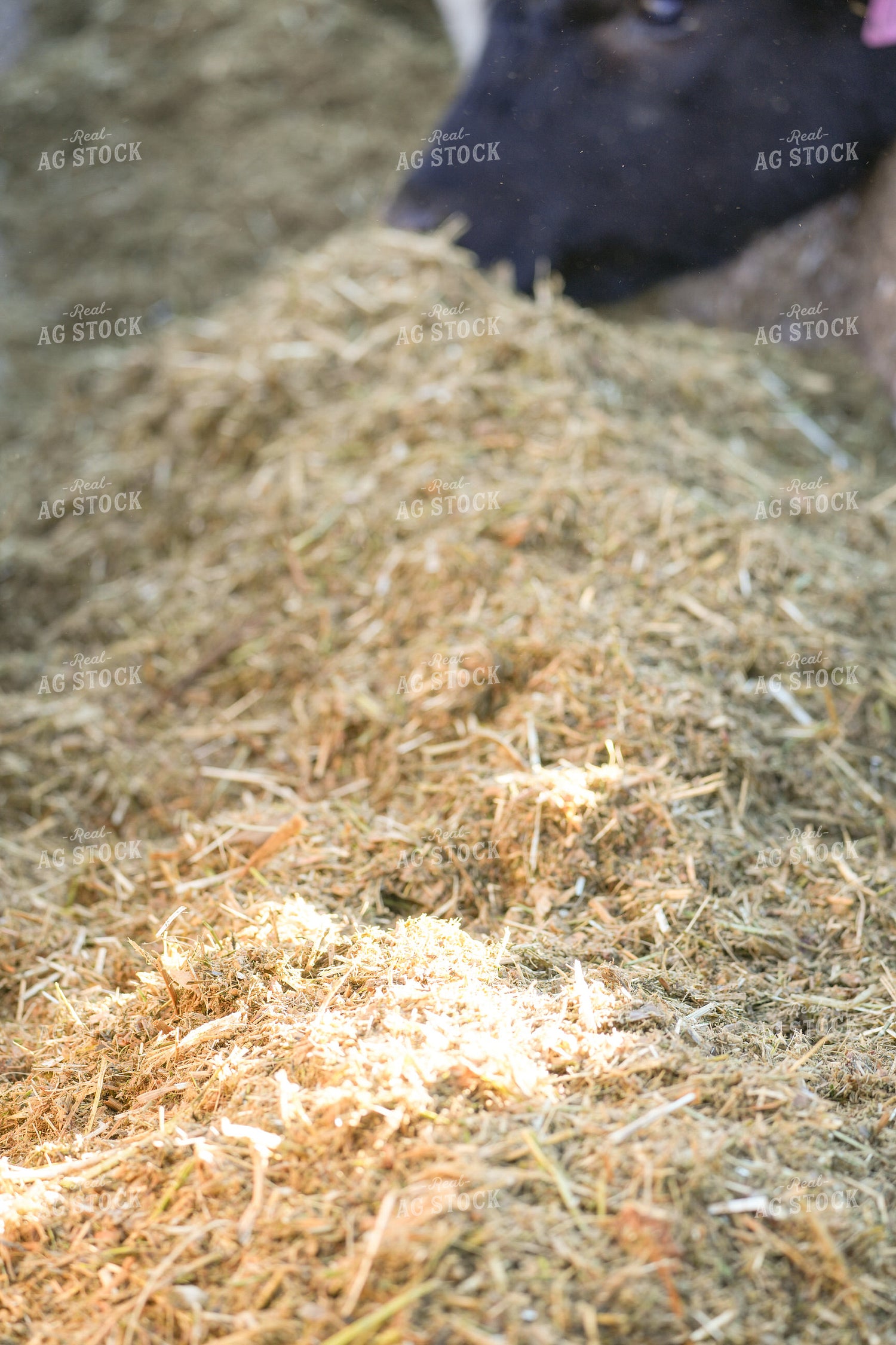 Feeding Cattle in Feedlot 293024