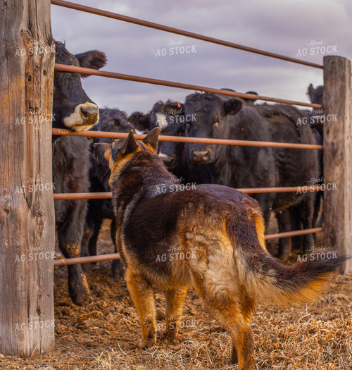 Farm Dog and Cattle 299049